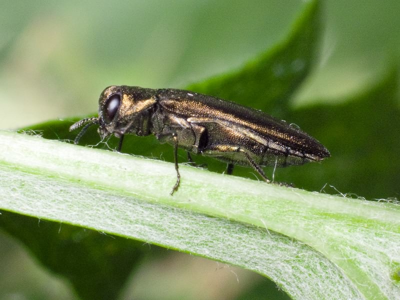 Agrilus betuleti Ratzeburg, 1837